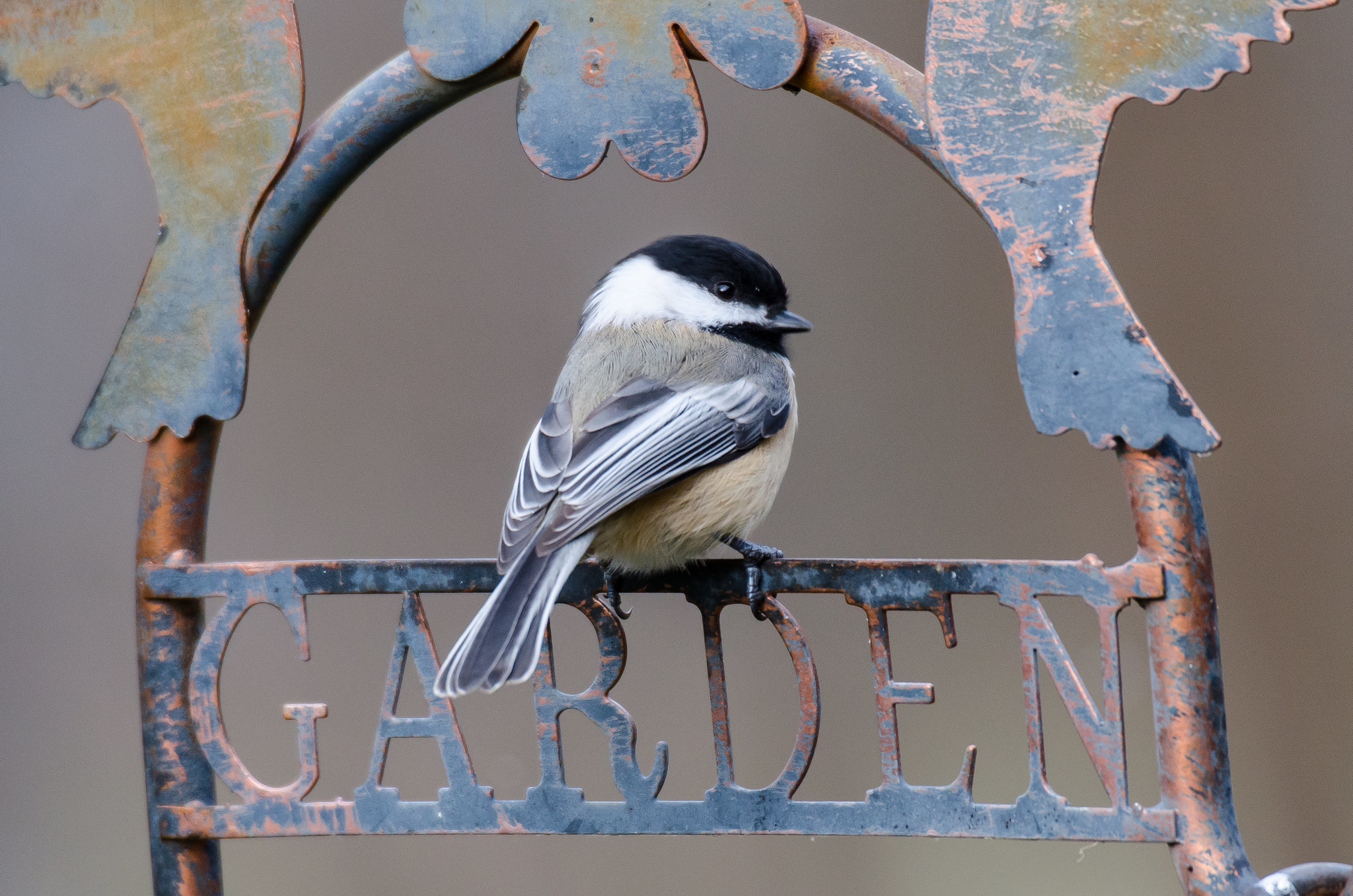 Black-capped Chickadee | FWS.gov